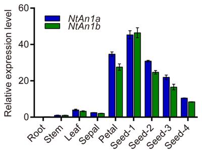 Enhancement of Tobacco (Nicotiana tabacum L.) Seed Lipid Content for Biodiesel Production by CRISPR-Cas9-Mediated Knockout of NtAn1